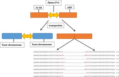 Artificial optimization of bamboo Ppmar2 transposase and host factors effects on Ppmar2 transposition in yeast